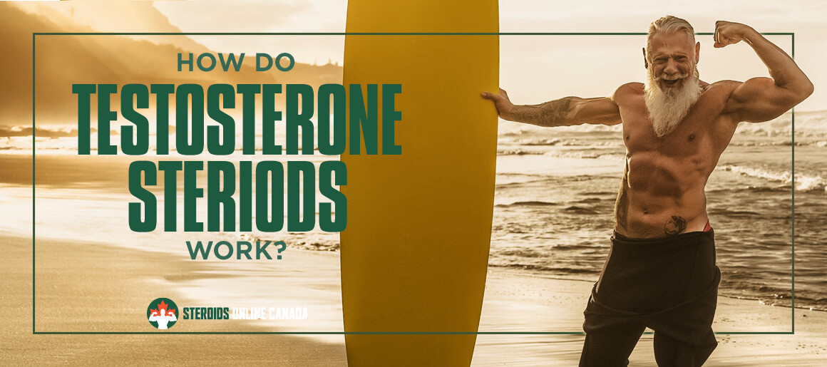 How Do Testosterone Steroids Work?